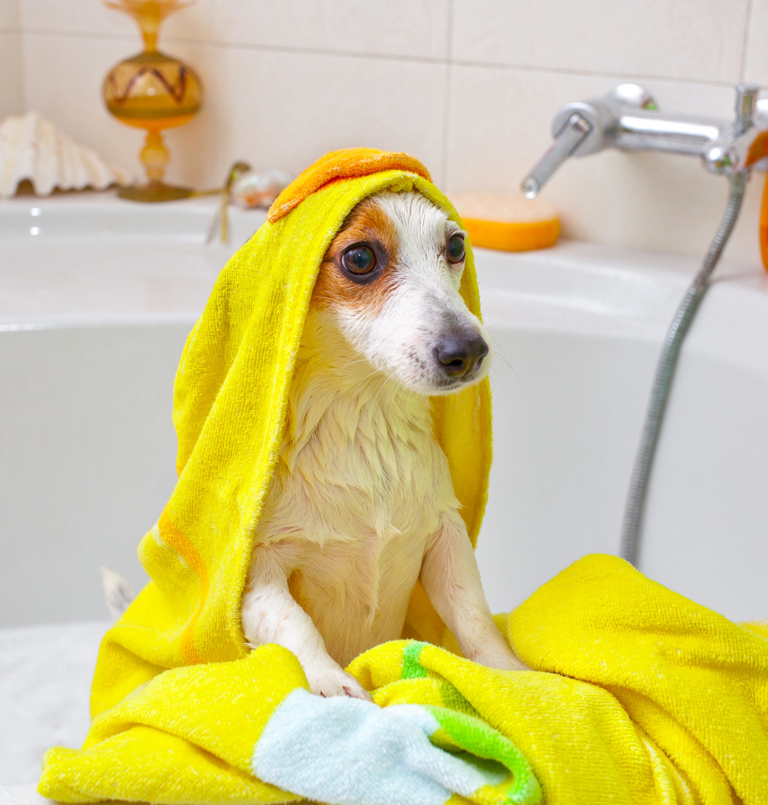 bañando a mi perro